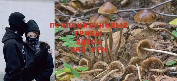 PSILOCYBIN Дмитриев